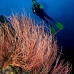 seawhip_pc_v_0705_png1928.jpg